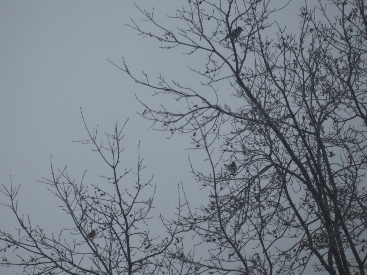 Сизойка блакитна - ML647230649