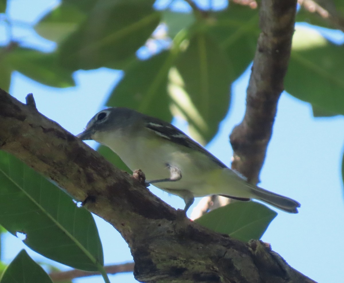 フタスジモズモドキ - ML647230652