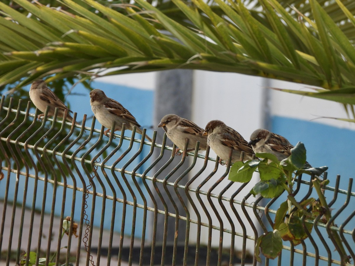 House Sparrow - ML647230654