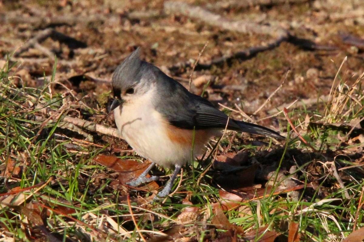 Tufted Titmouse - ML647230655