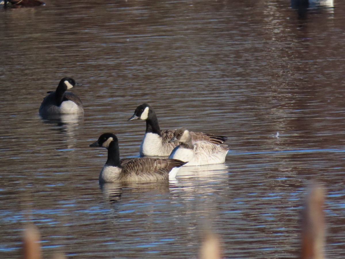 goose sp. - ML647230663