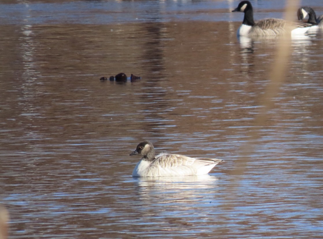 goose sp. - ML647230664