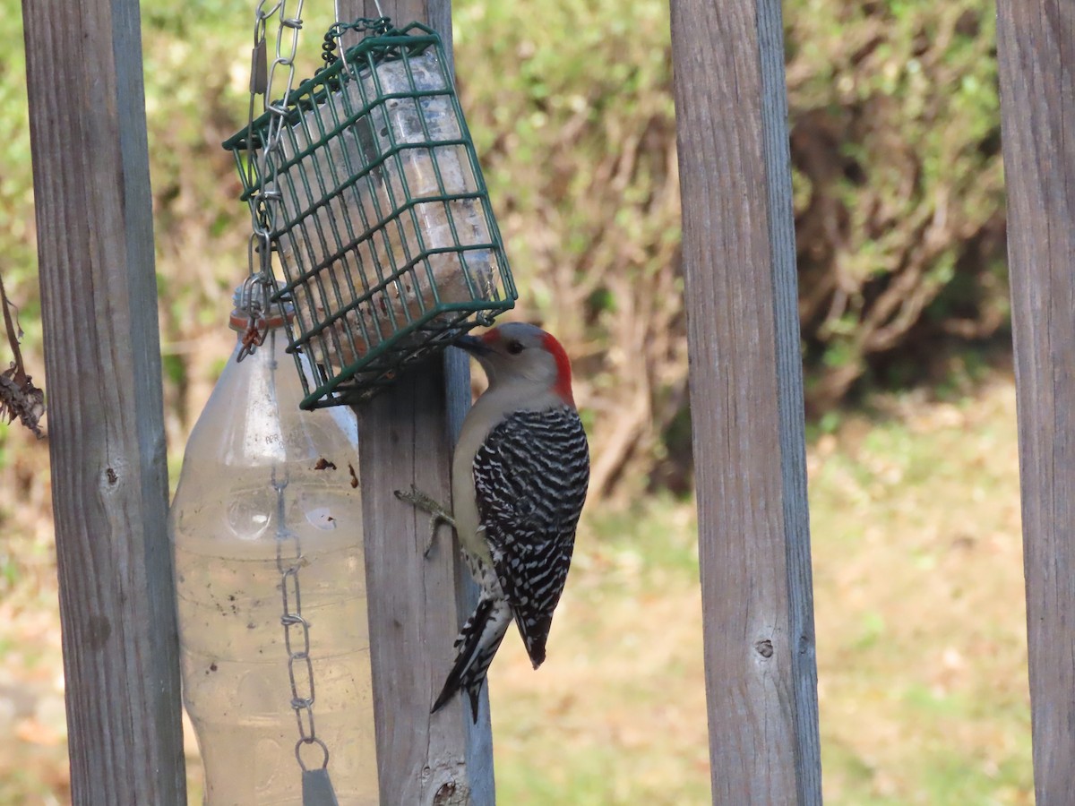 datel karolínský - ML647230679