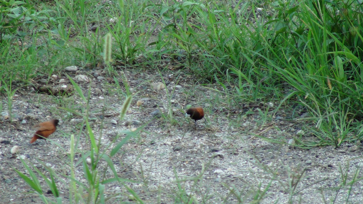Chestnut Munia - ML647230690