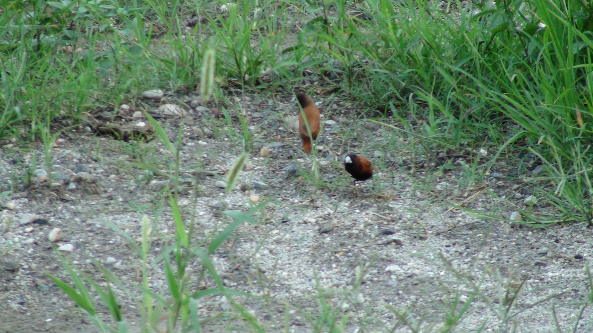 Chestnut Munia - ML647230691