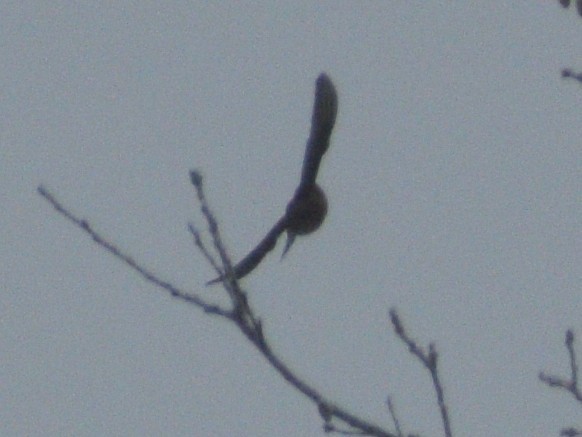 House Sparrow - ML647230693