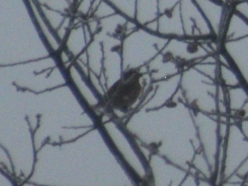 House Sparrow - ML647230694