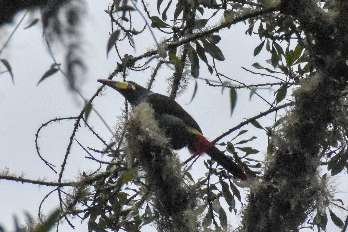 Tucán Pechigrís - ML647230698