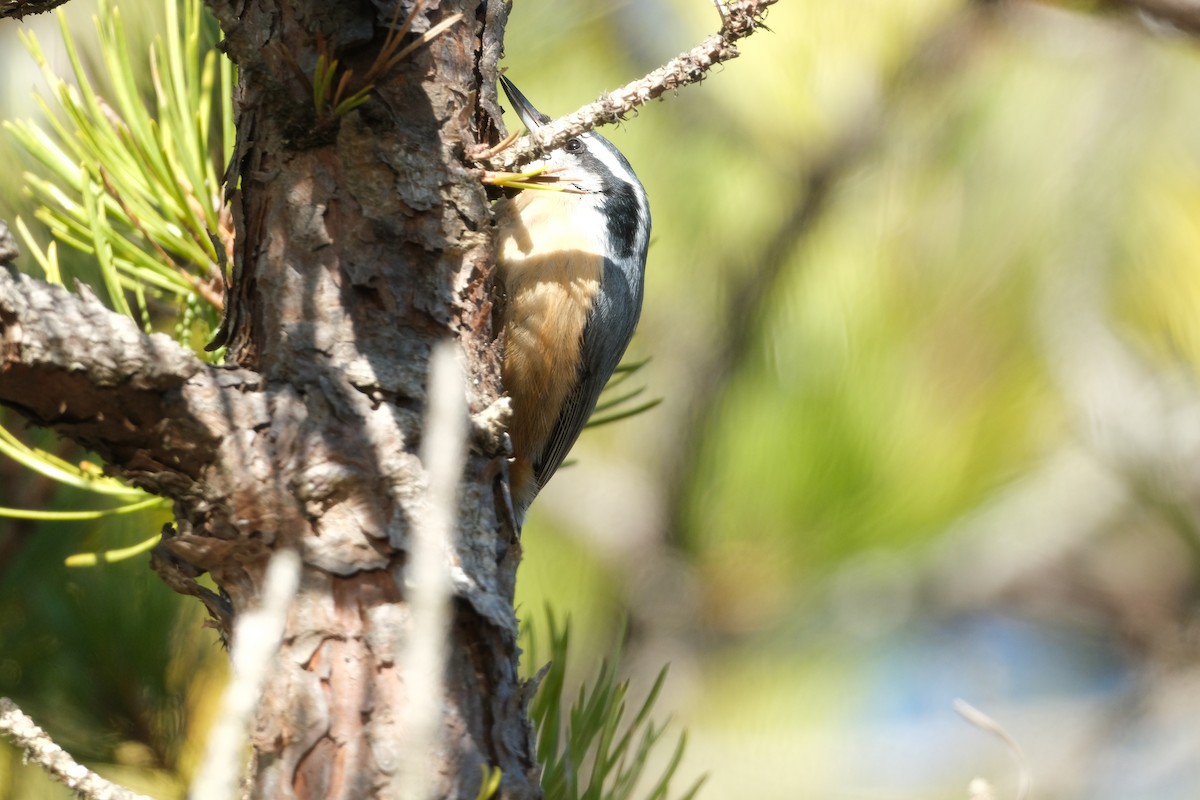 Red-breasted Nuthatch - ML647230701