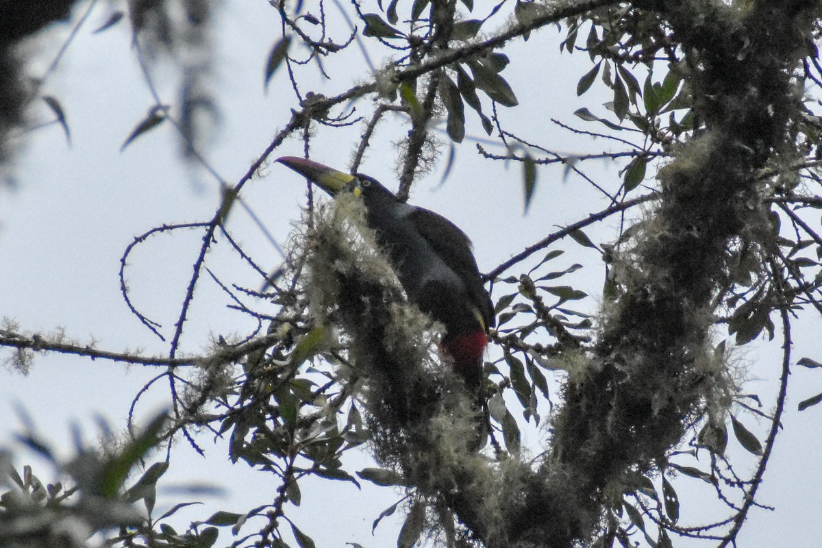 Tucán Pechigrís - ML647230702