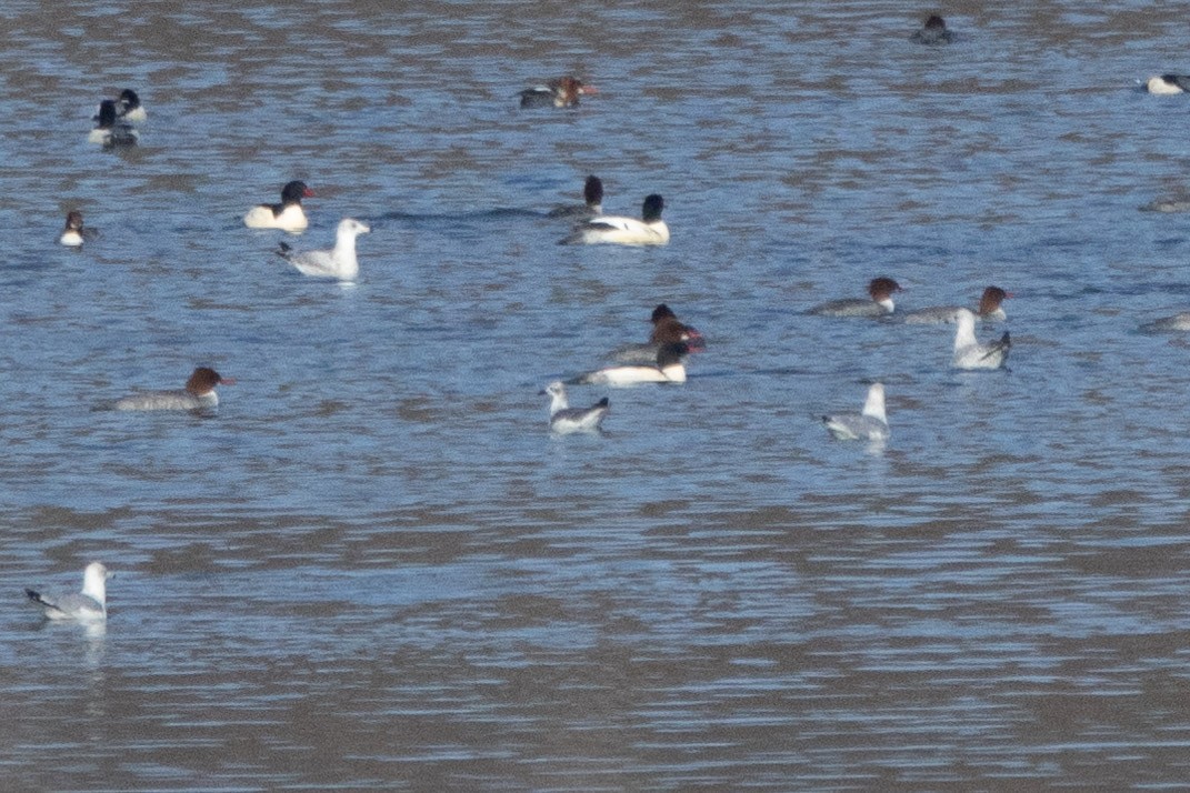 eBird Checklist - 20 Dec 2025 - Brighton Dam Azalea Garden - 3 species