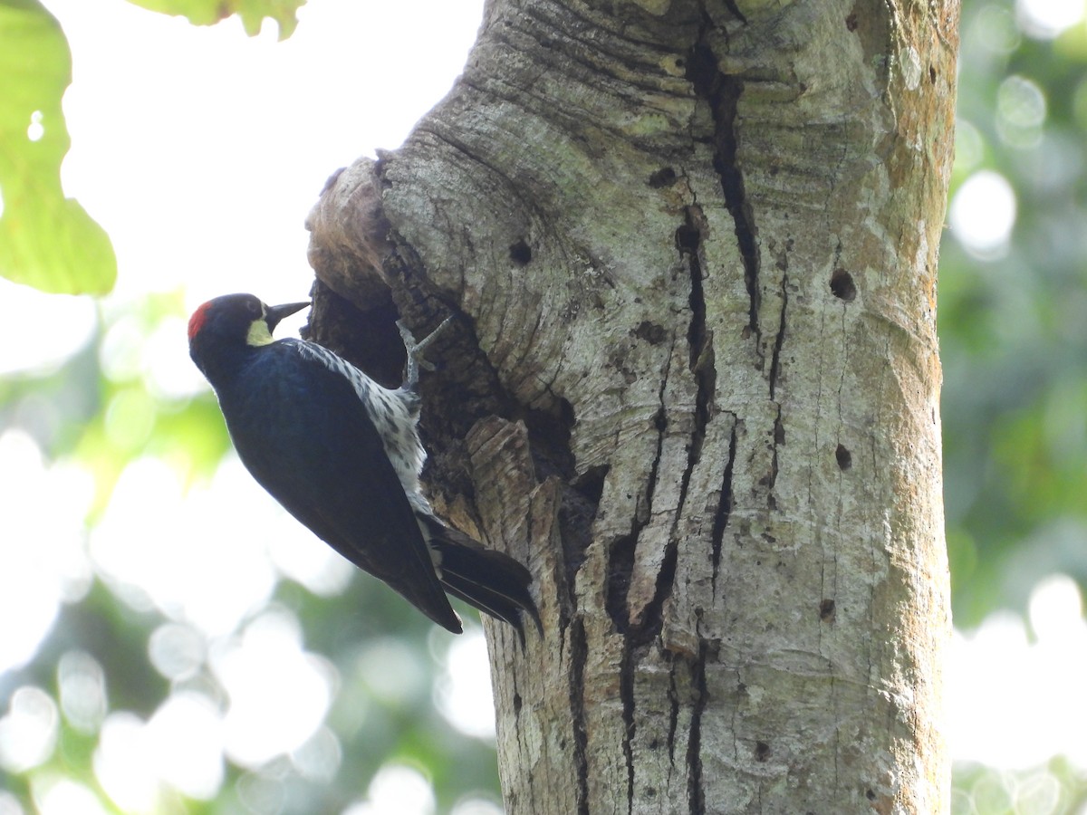 Acorn Woodpecker - ML647230712