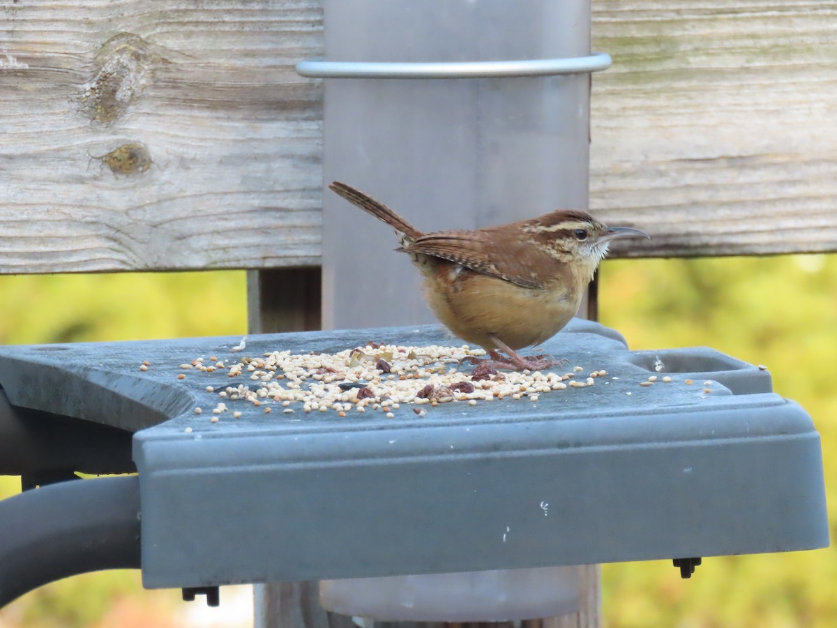 střízlík karolínský - ML647230714