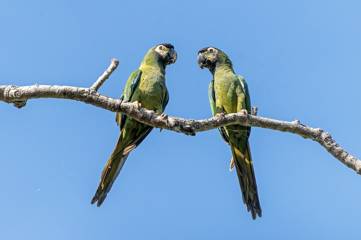 Yellow-collared Macaw - ML647230742