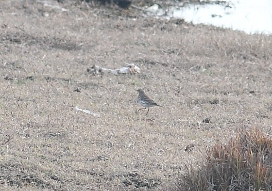 linduška luční - ML647230752