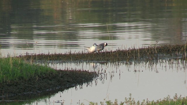 Белощёкая крачка - ML647230753