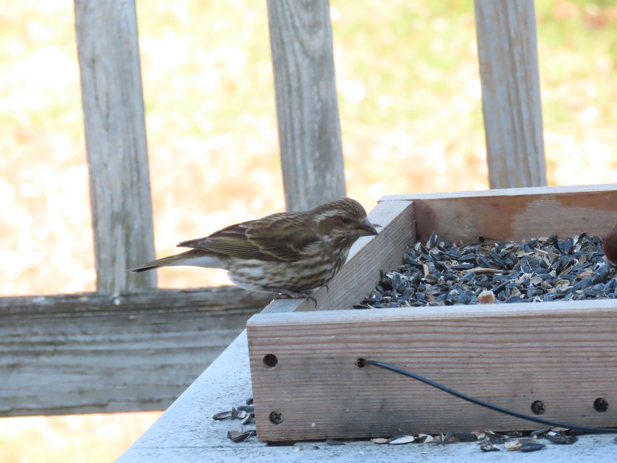 hýl nachový - ML647230754