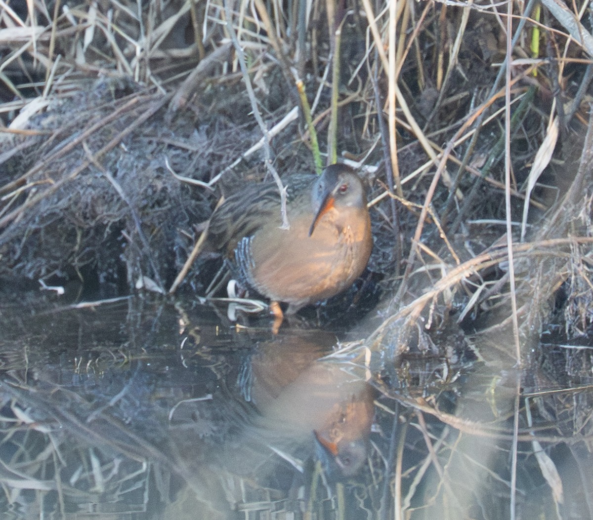 Virginia Rail - ML647230755