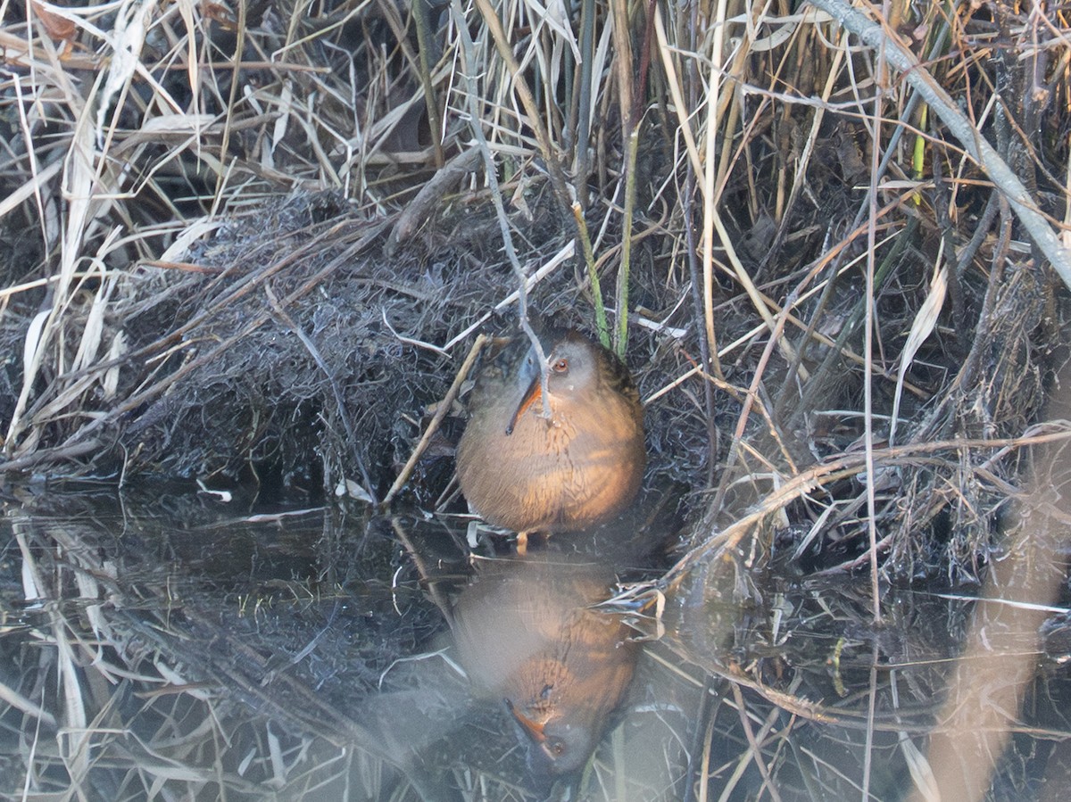 Virginia Rail - ML647230756