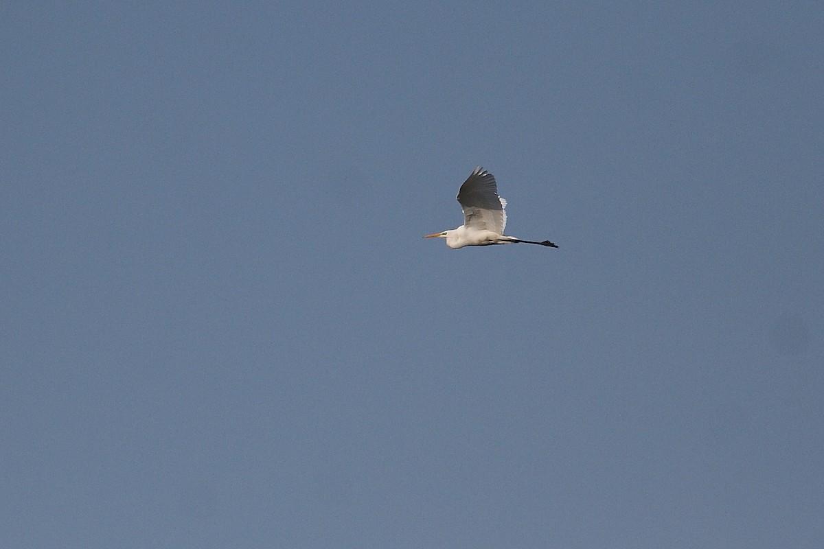 volavka bílá - ML647230761