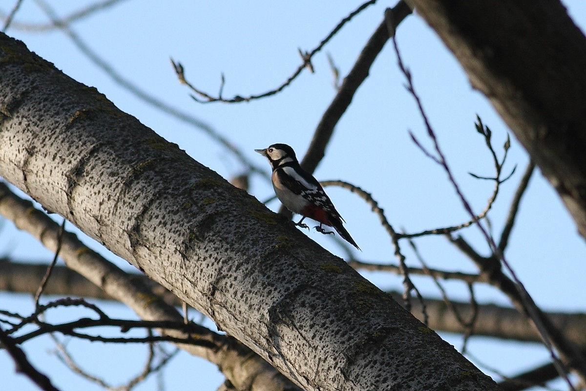 strakapoud velký - ML647230766