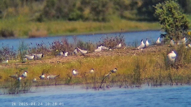 Txenada mokobeltza - ML647230767