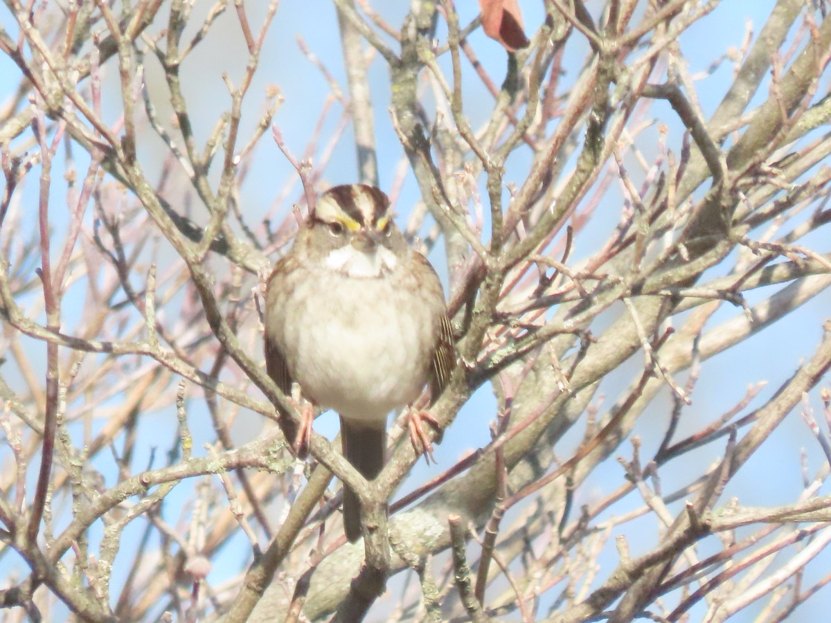 strnadec bělohrdlý - ML647230779