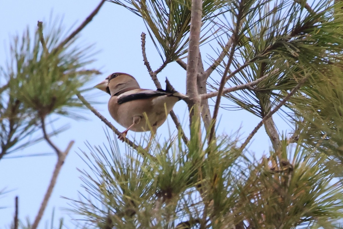 Hawfinch - ML647230799