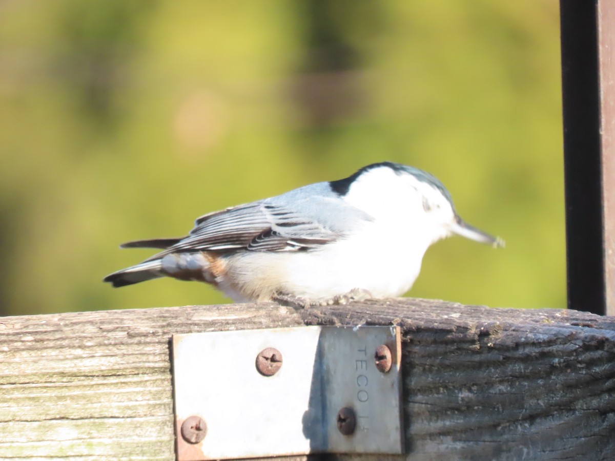 brhlík běloprsý - ML647230807