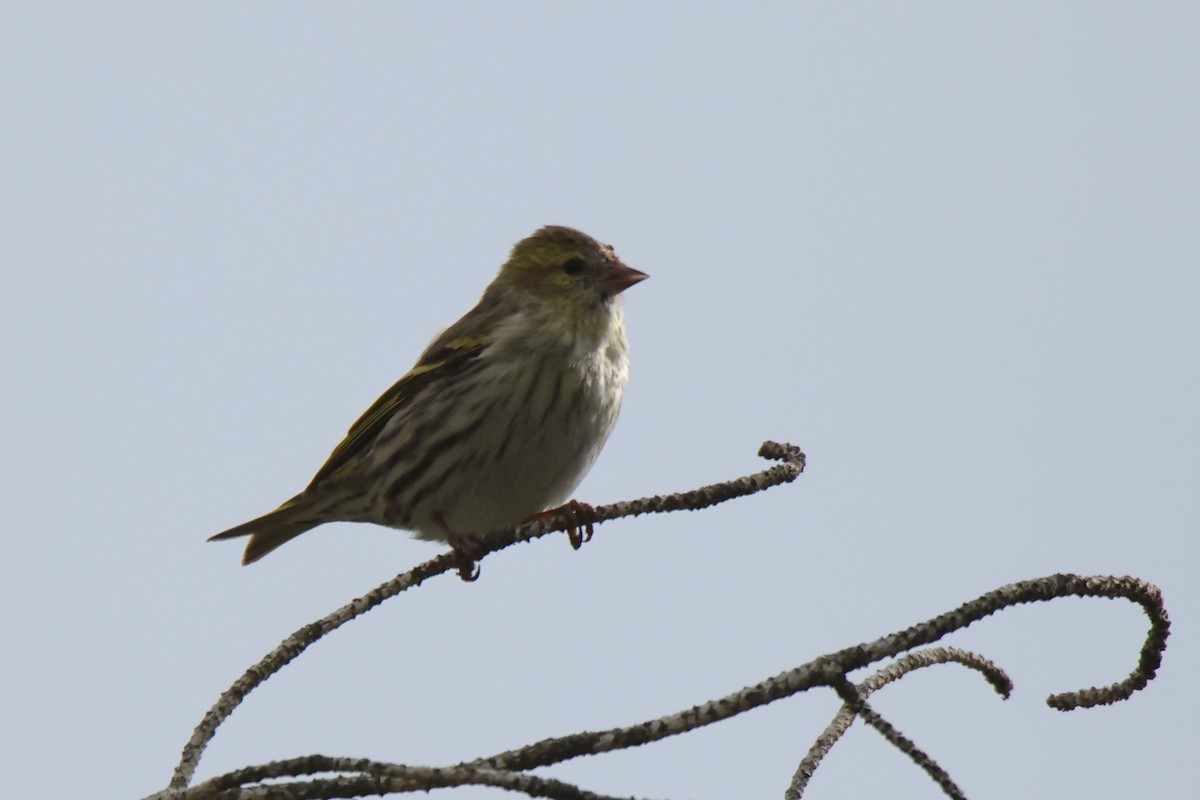Eurasian Siskin - ML647230818