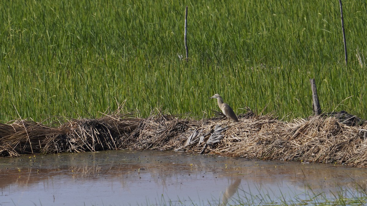 Чапля синьодзьоба - ML647230822