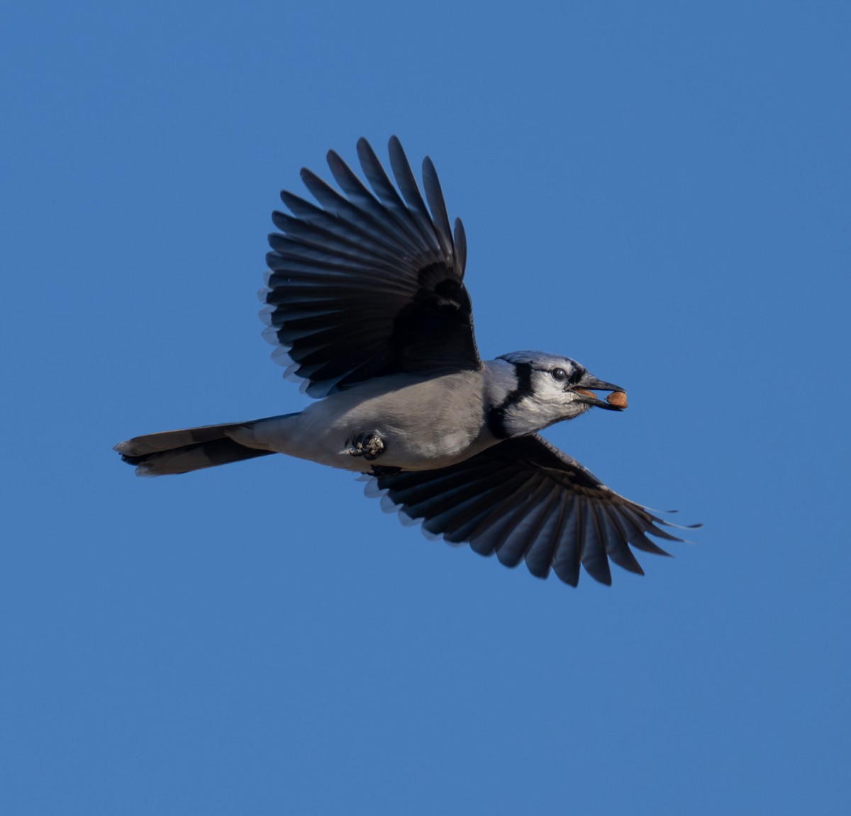 Сизойка блакитна - ML647230826