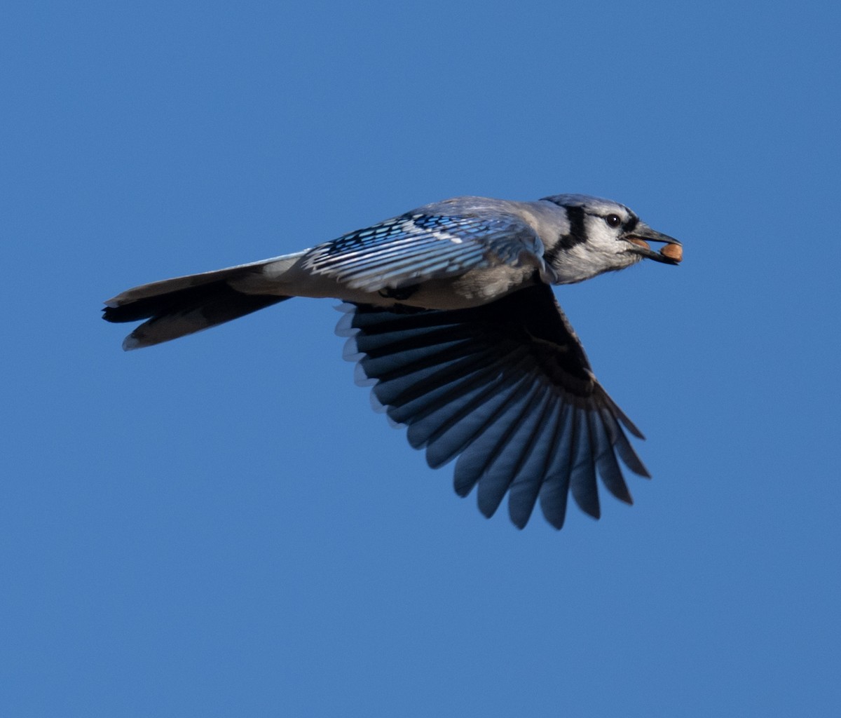 Сизойка блакитна - ML647230827