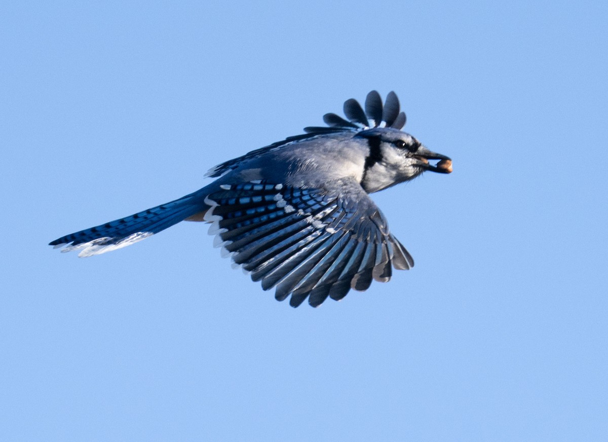 Сизойка блакитна - ML647230829