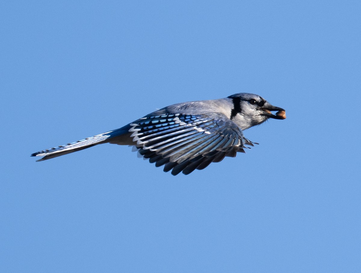 Сизойка блакитна - ML647230830