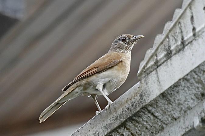 Zorzal Sabiá - ML647230864