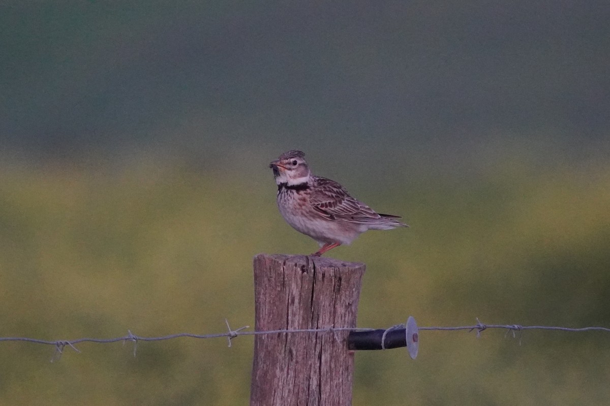 עפרוני ענק - ML647230874