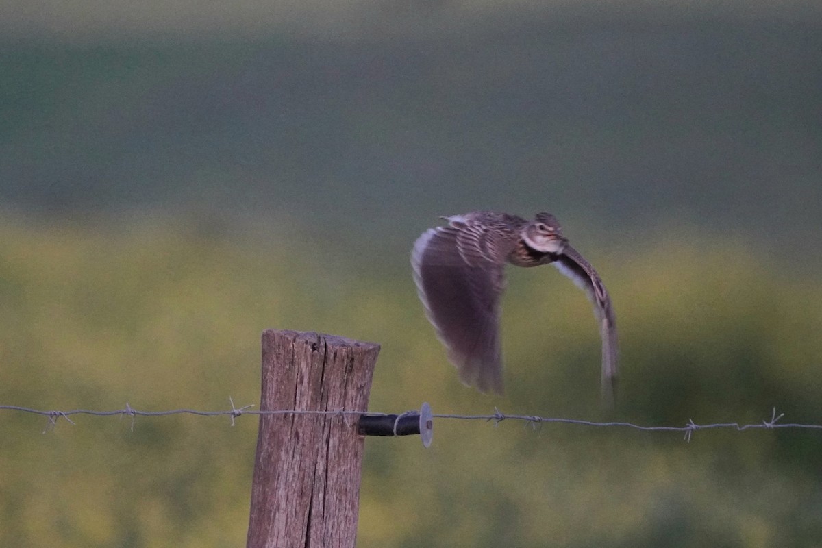עפרוני ענק - ML647230875