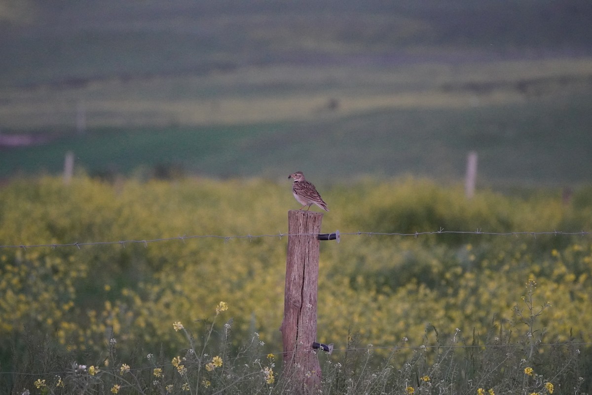 עפרוני ענק - ML647230876