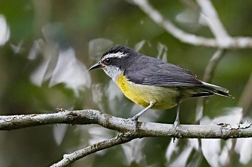 Sucrier à ventre jaune - ML647230877