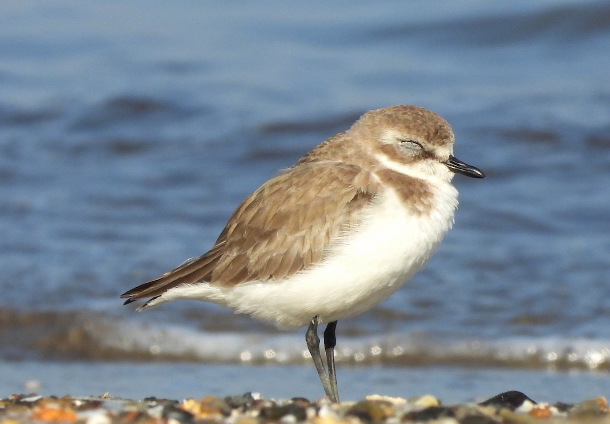 Tibet Cılıbıtı - ML647230886