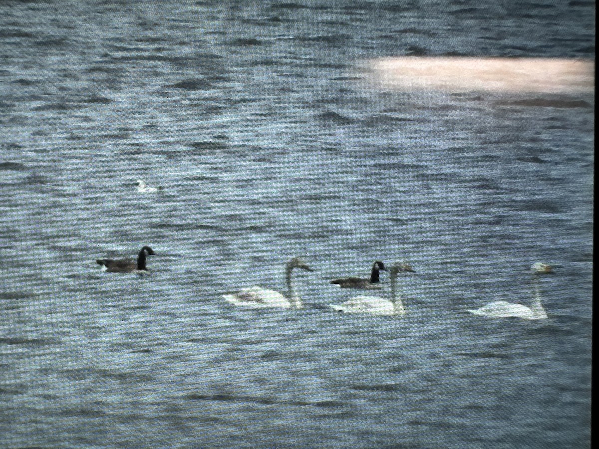 Canada Goose - ML647230889