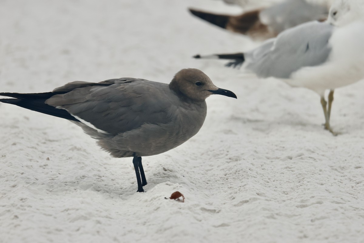 Мартин сірий - ML647230911