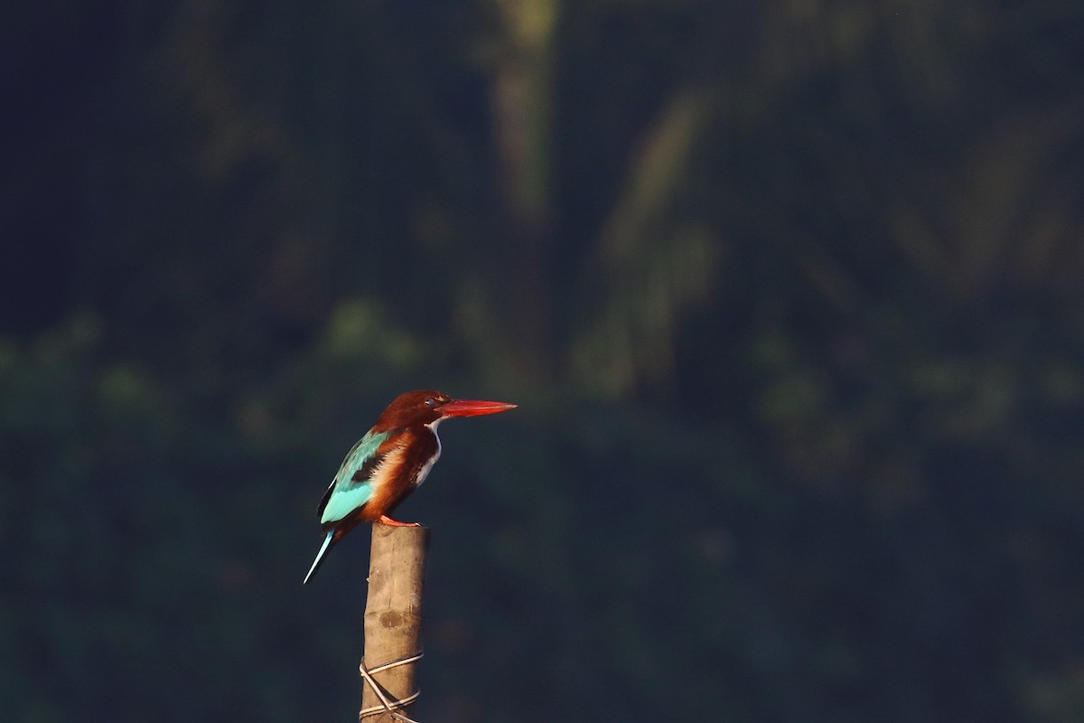 White-throated Kingfisher - ML647230921