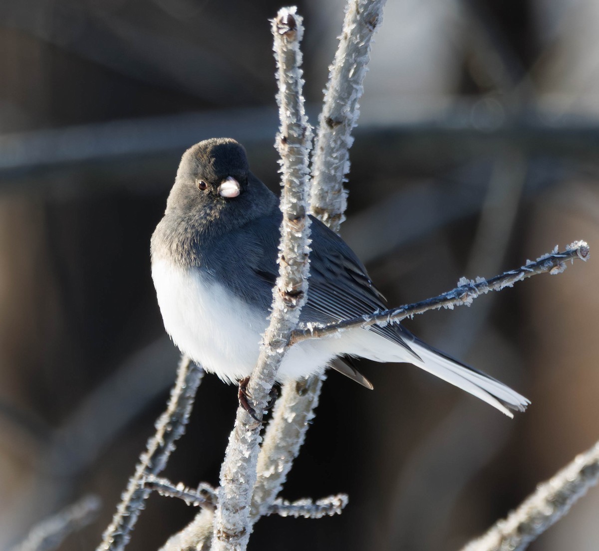 strnadec zimní - ML647230923