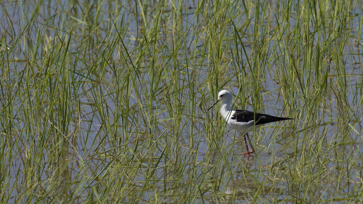 Black-winged Stilt - ML647230925