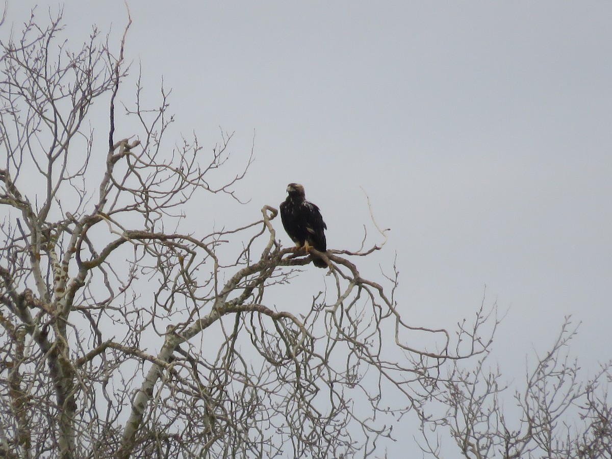 iberiaørn - ML647230926