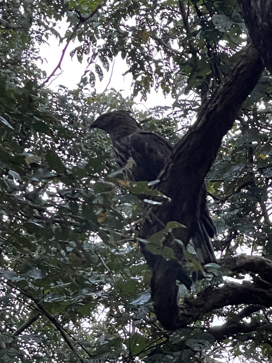 Changeable Hawk-Eagle - ML647230927