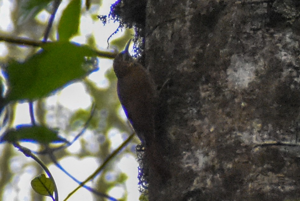 Dağ Tırmaşık - ML647230933