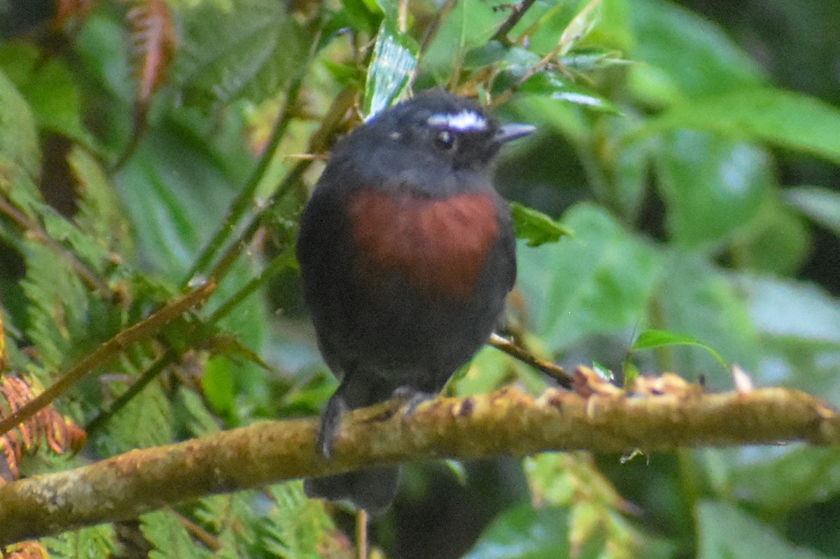 Maroon-belted Chat-Tyrant - ML647230939